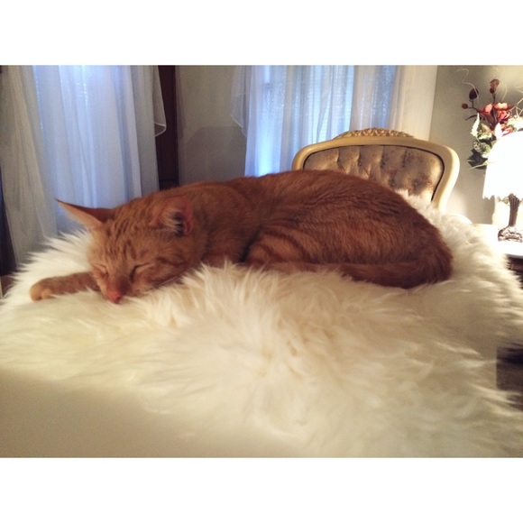 🎀 Winston The Posh Cat 🐱 🎀 - Picture 4 of 4